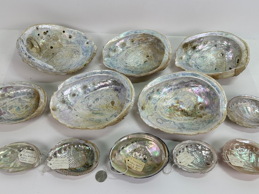 Collection of (12) Abalone Shells [Photo 2]