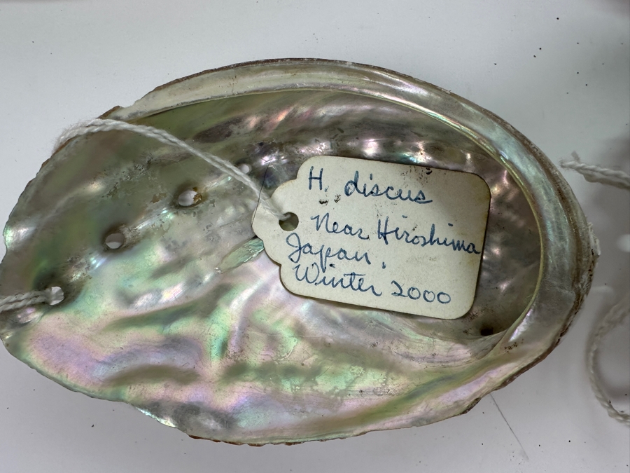 Collection of (12) Abalone Shells [Photo 3]