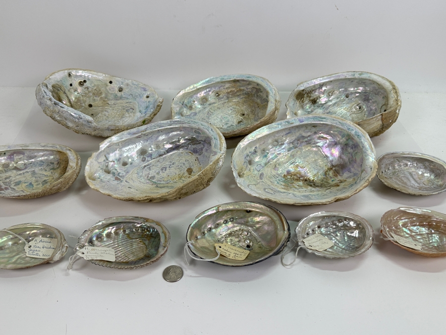 Collection of (12) Abalone Shells [Photo 12]