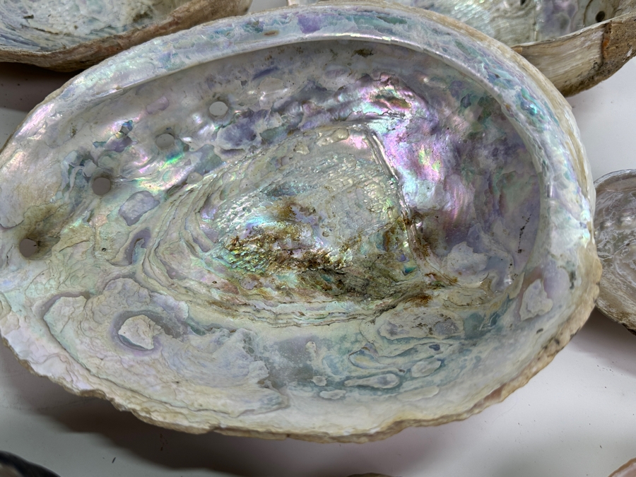 Collection of (12) Abalone Shells [Photo 8]