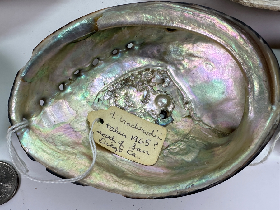 Collection of (12) Abalone Shells [Photo 5]