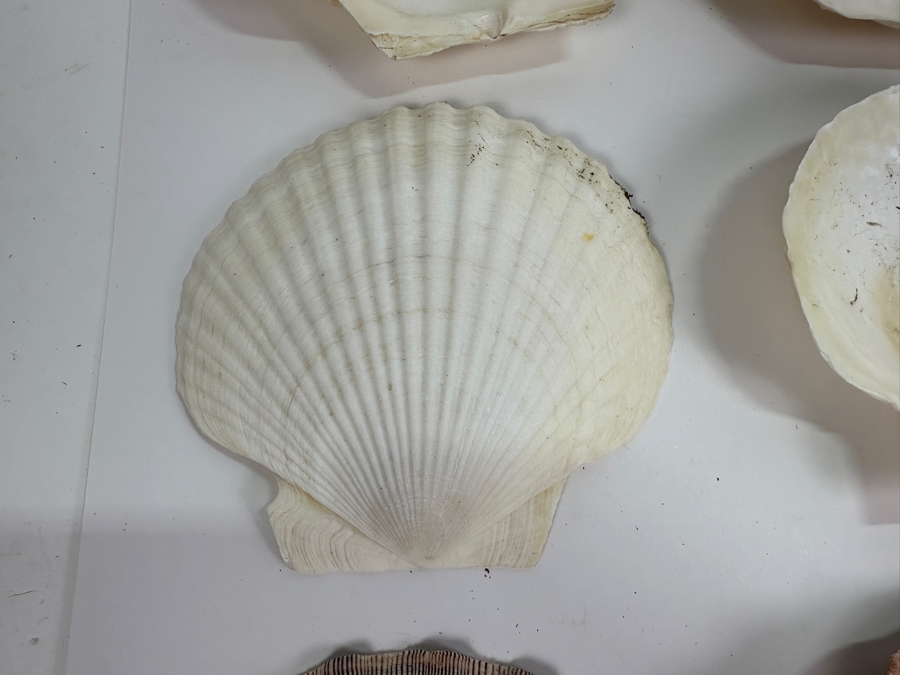 Collection of 12 Organic Sea Shells [Photo 5]