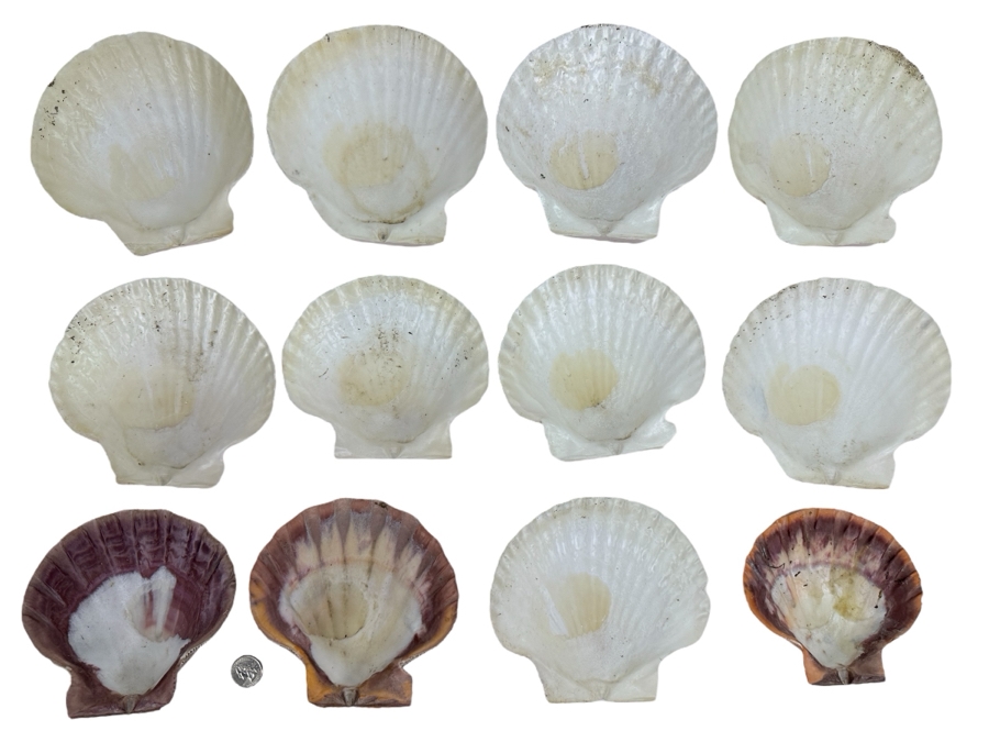 Collection of 12 Organic Sea Shells [Photo 1]