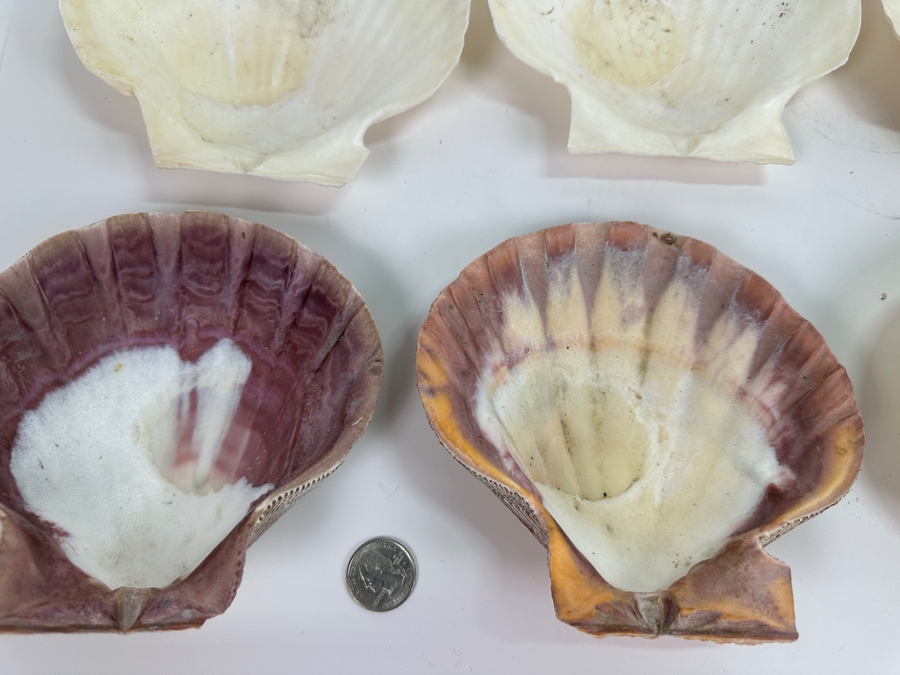 Collection of 12 Organic Sea Shells [Photo 2]