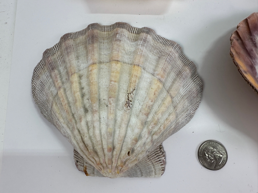 Collection of 12 Organic Sea Shells [Photo 3]