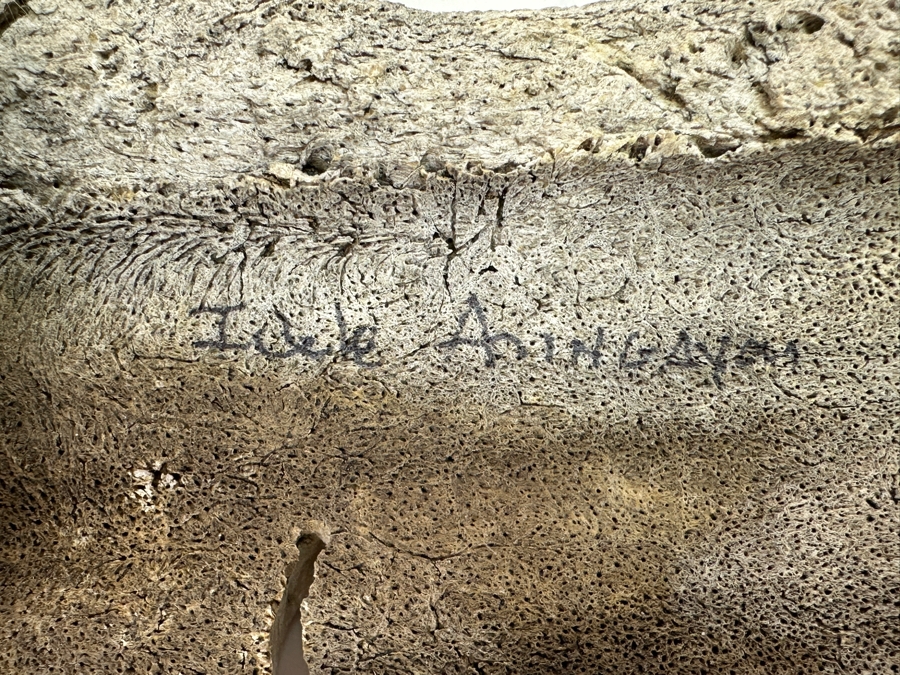 Just Added - Hand Painted Carved Bone Artist Signed 7.5L Retailed For $72 [Photo 7]