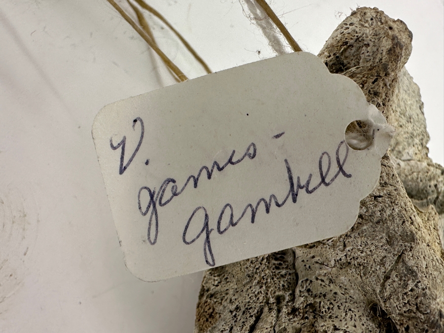 Just Added - Hand Painted Carved Bone Artist Signed 7.5L Retailed For $72 [Photo 8]