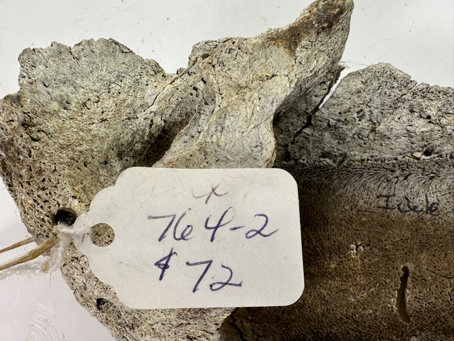 Just Added - Hand Painted Carved Bone Artist Signed 7.5L Retailed For $72 [Photo 9]