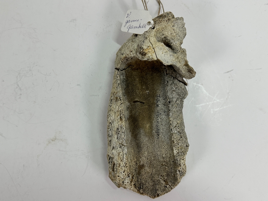 Just Added - Hand Painted Carved Bone Artist Signed 7.5L Retailed For $72 [Photo 5]