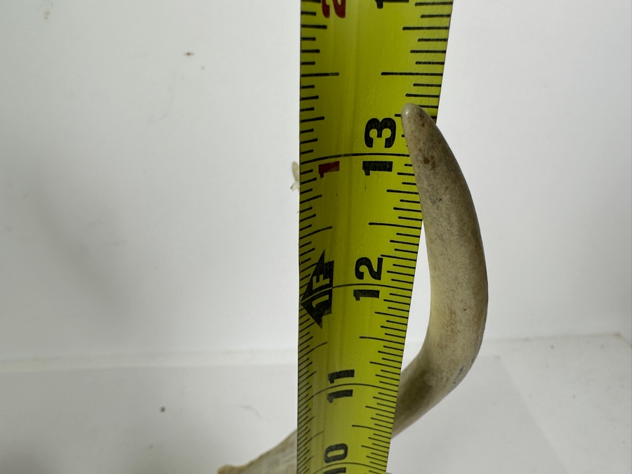 Stained Glass Deer Lamp with Real Antlers And Skull 16'W x 12'H x 13'D [Photo 16]