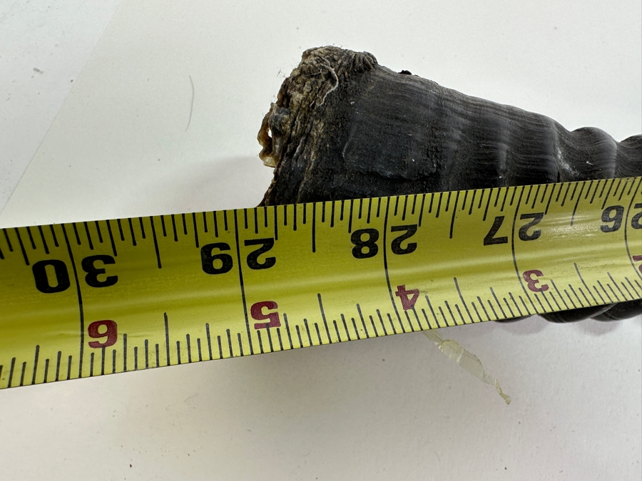 Rare Gemsbok Horn 28' [Photo 5]