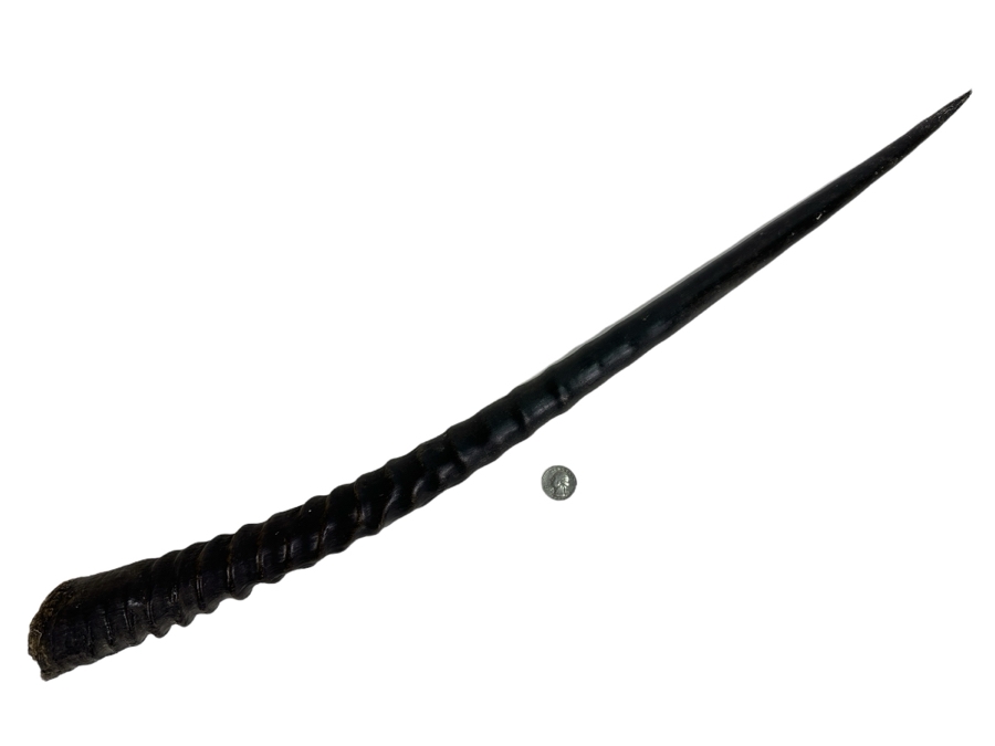 Rare Gemsbok Horn 28' [Photo 1]