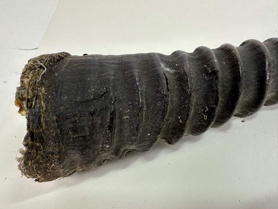 Rare Gemsbok Horn 28' [Photo 2]