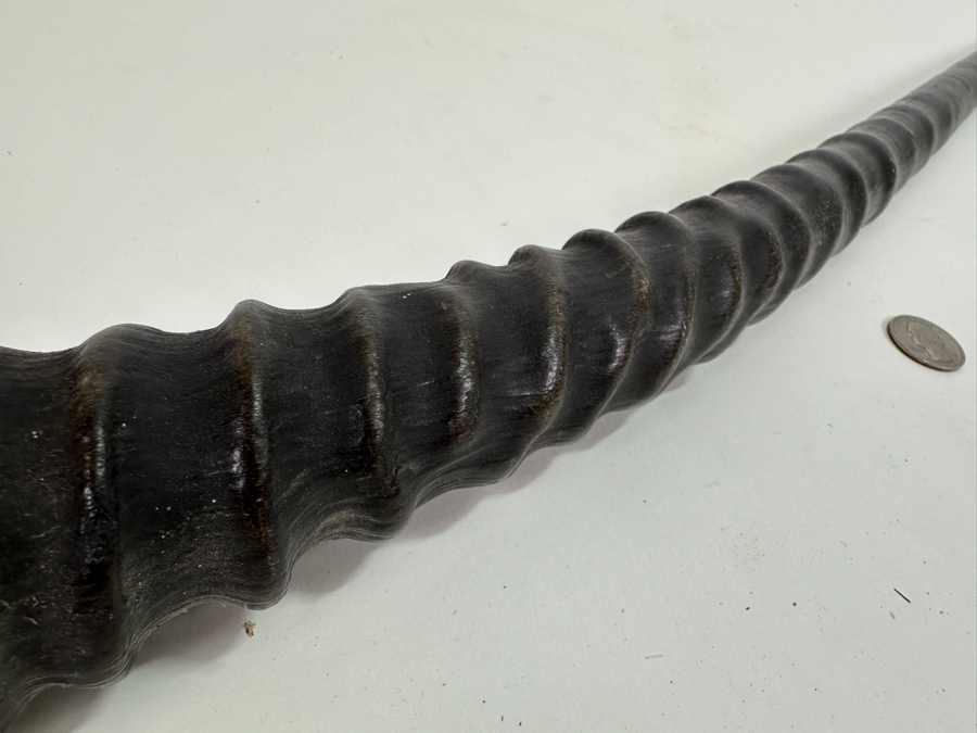 Rare Gemsbok Horn 28' [Photo 3]