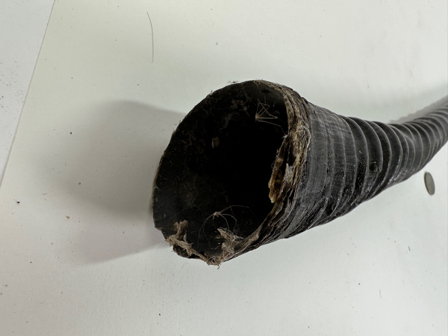 Rare Gemsbok Horn 28' [Photo 4]