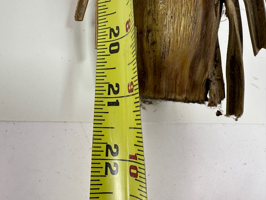 Just Added - Carved Palm Tree Branch From Chile 21L [Photo 6]