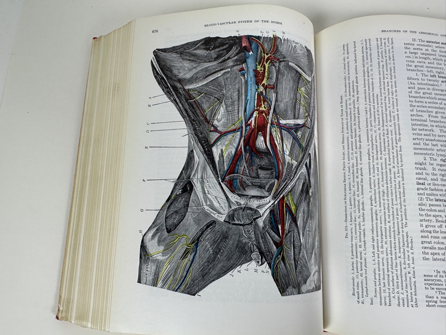 Just Added - Fourth Edition Hardcover Book Anatomy Of The Domestic Animals By Septimus Sisson & James Daniels Grossman 1953 [Photo 5]