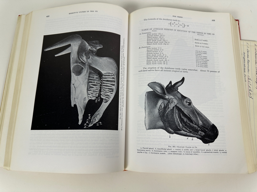 Just Added - Fourth Edition Hardcover Book Anatomy Of The Domestic Animals By Septimus Sisson & James Daniels Grossman 1953 [Photo 4]
