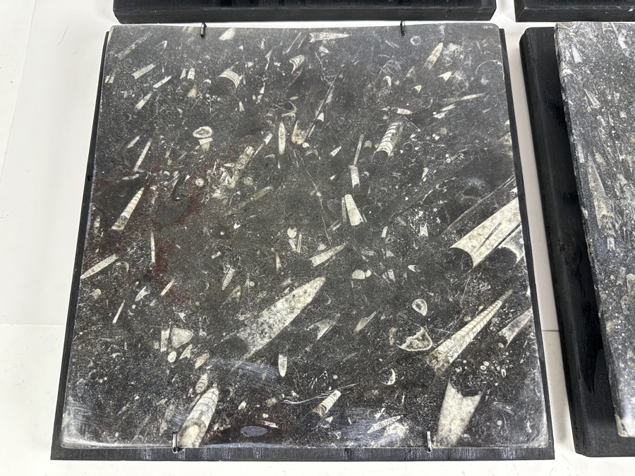 Set Of Four Framed Orthoceras Fossil Plates 12W X 12H Each [Photo 5]