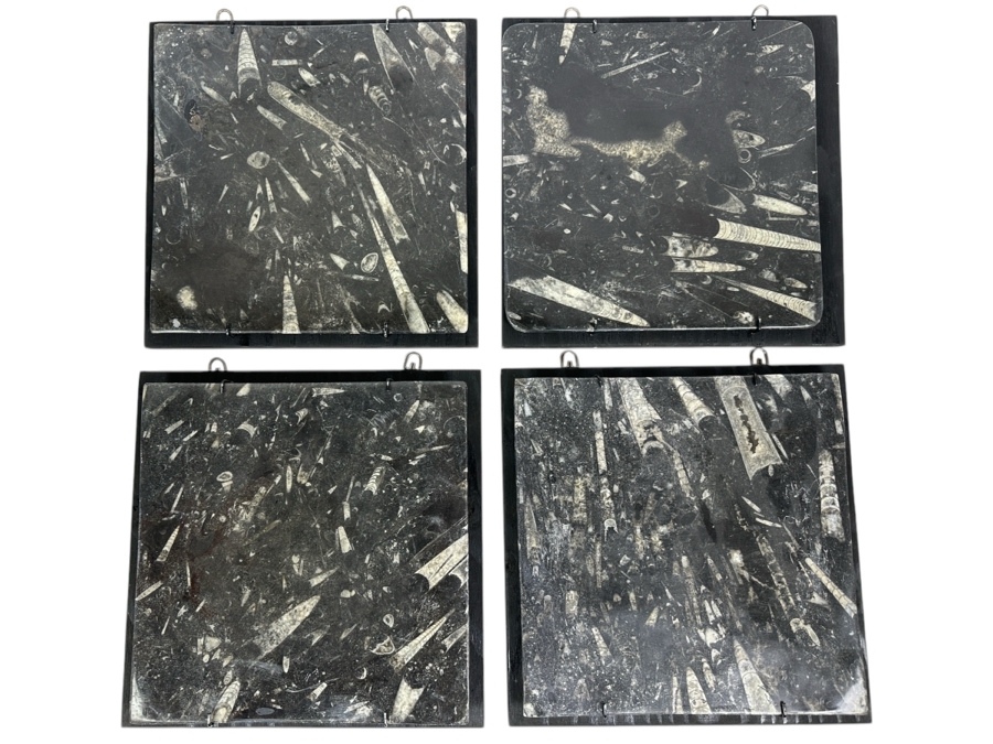 Set Of Four Framed Orthoceras Fossil Plates 12W X 12H Each