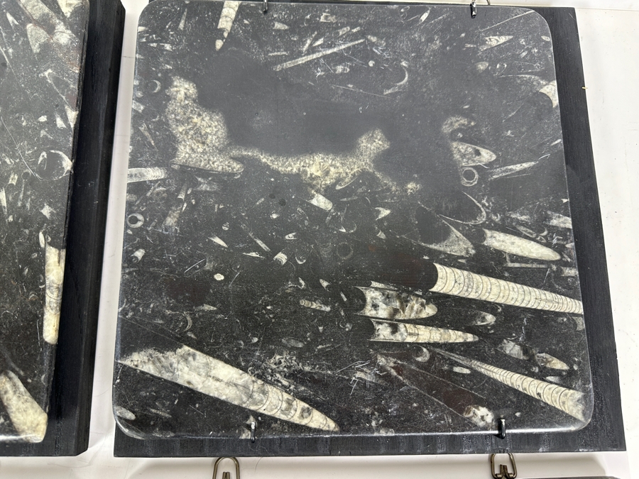 Set Of Four Framed Orthoceras Fossil Plates 12W X 12H Each [Photo 4]