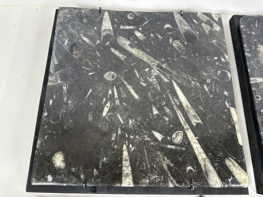 Set Of Four Framed Orthoceras Fossil Plates 12W X 12H Each [Photo 2]