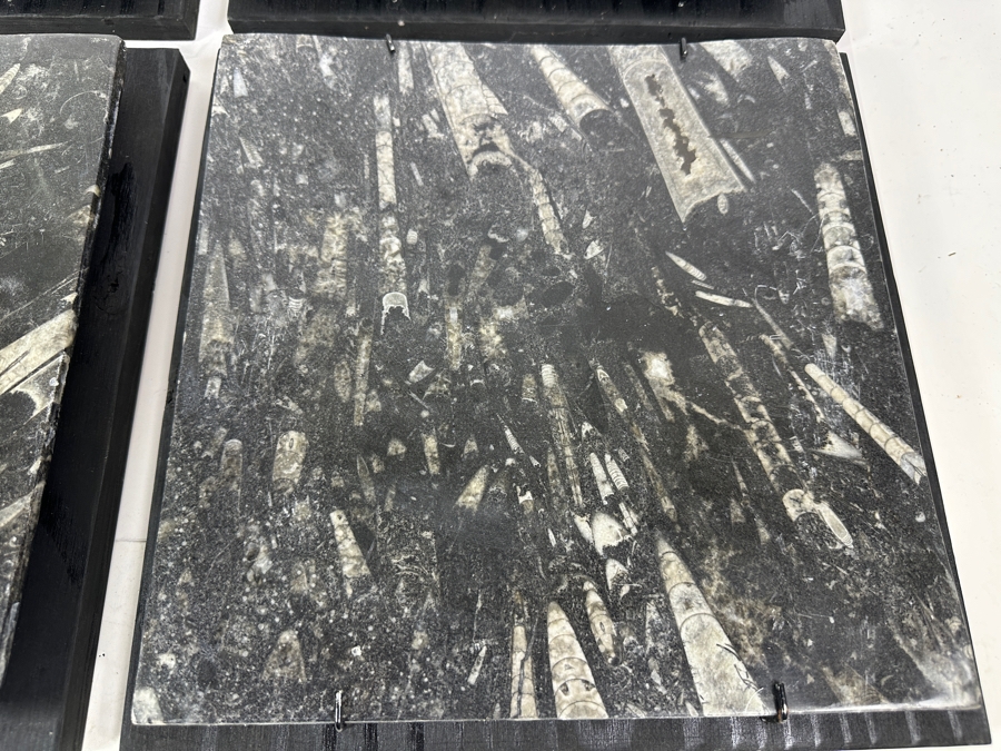 Set Of Four Framed Orthoceras Fossil Plates 12W X 12H Each [Photo 6]