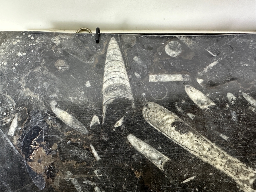 Set Of Four Framed Orthoceras Fossil Plates 12W X 12H Each [Photo 3]