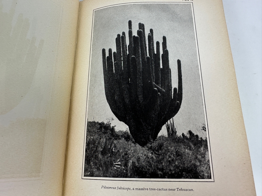 Just Added - Antique 1908 First Edition Hardcover Book Botanical Features Of North American Deserts By Daniel Trembly MacDougal [Photo 8]
