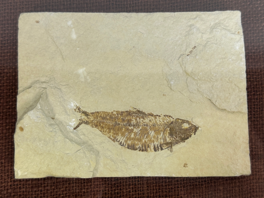 Antique Shadowbox Framed Fish Fossil 11W X 9H X 1.75D [Photo 2]