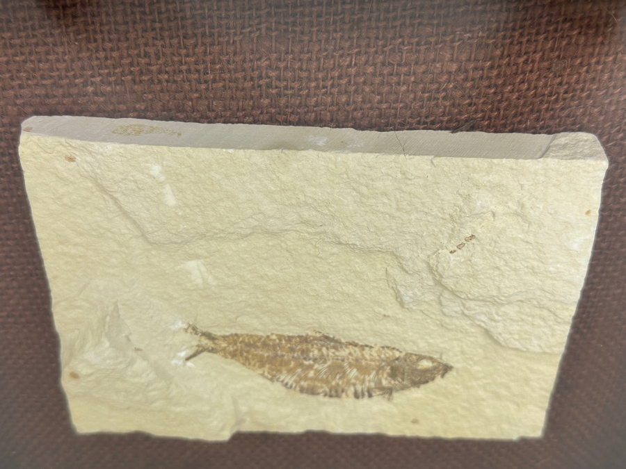 Antique Shadowbox Framed Fish Fossil 11W X 9H X 1.75D [Photo 5]