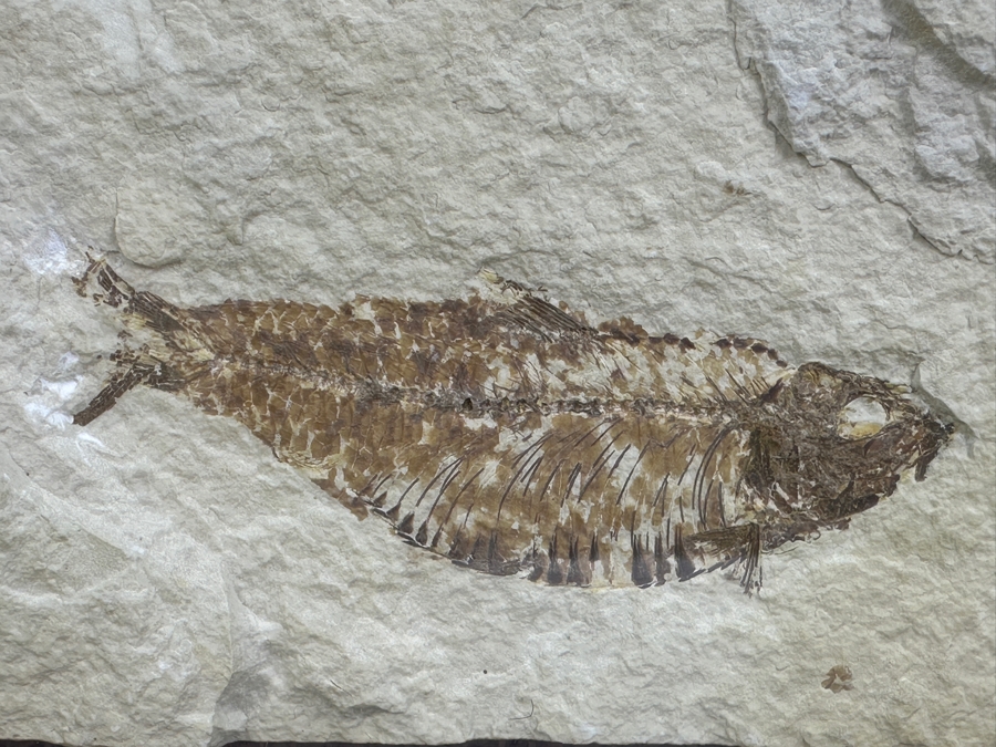 Antique Shadowbox Framed Fish Fossil 11W X 9H X 1.75D [Photo 3]