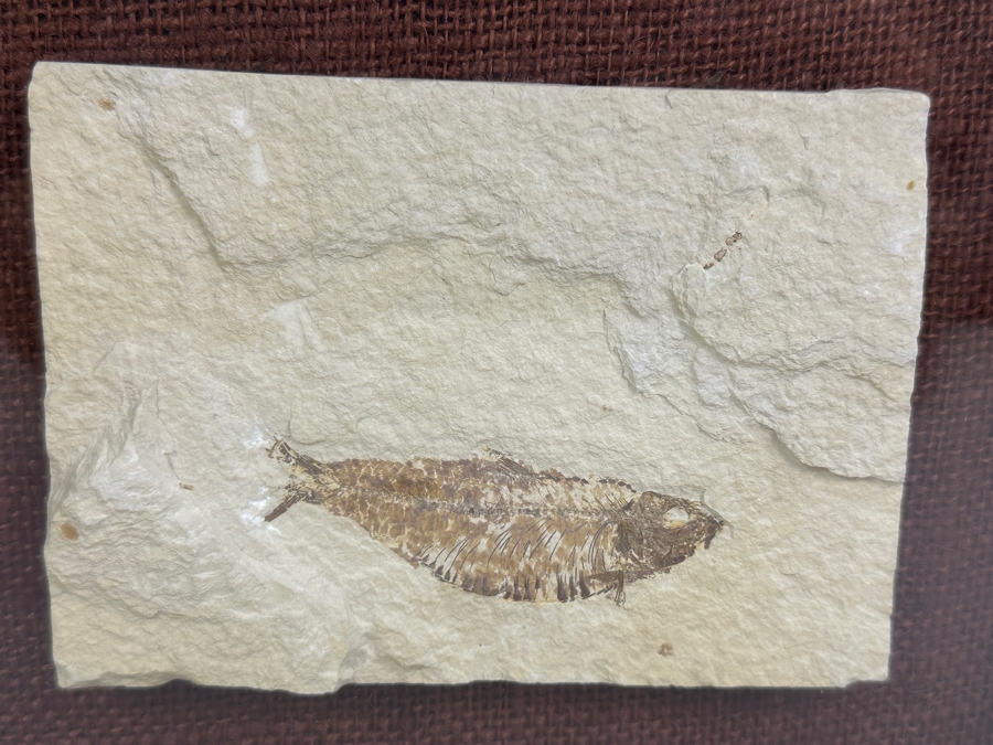 Antique Shadowbox Framed Fish Fossil 11W X 9H X 1.75D [Photo 4]