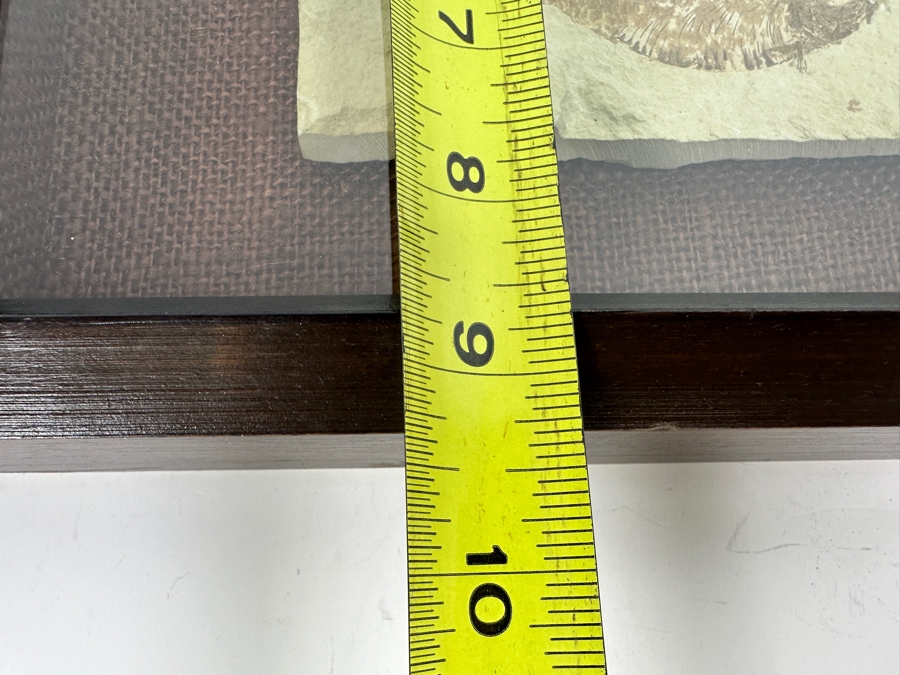 Antique Shadowbox Framed Fish Fossil 11W X 9H X 1.75D [Photo 7]