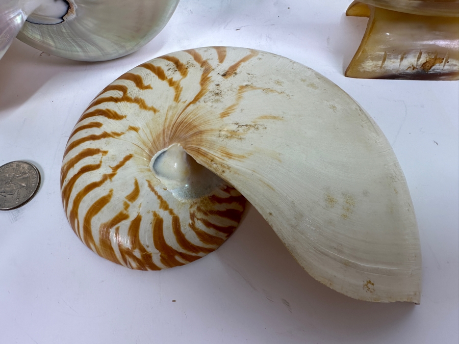 Pair Of Nautilus Seashells (One Bisected) And Horn Sailboat Sculpture 6.5H [Photo 3]