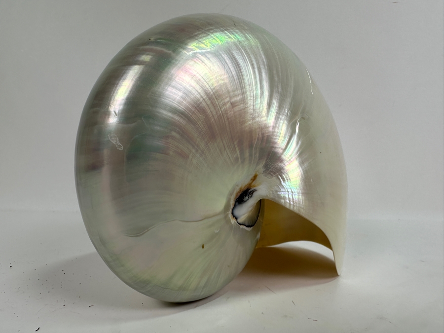 Pair Of Nautilus Seashells (One Bisected) And Horn Sailboat Sculpture 6.5H [Photo 7]