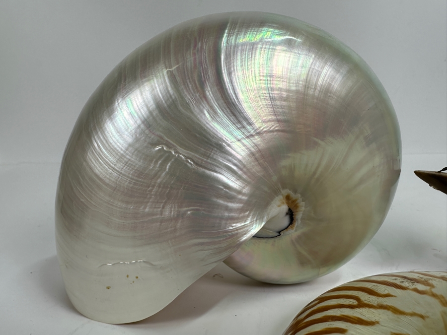 Pair Of Nautilus Seashells (One Bisected) And Horn Sailboat Sculpture 6.5H [Photo 2]