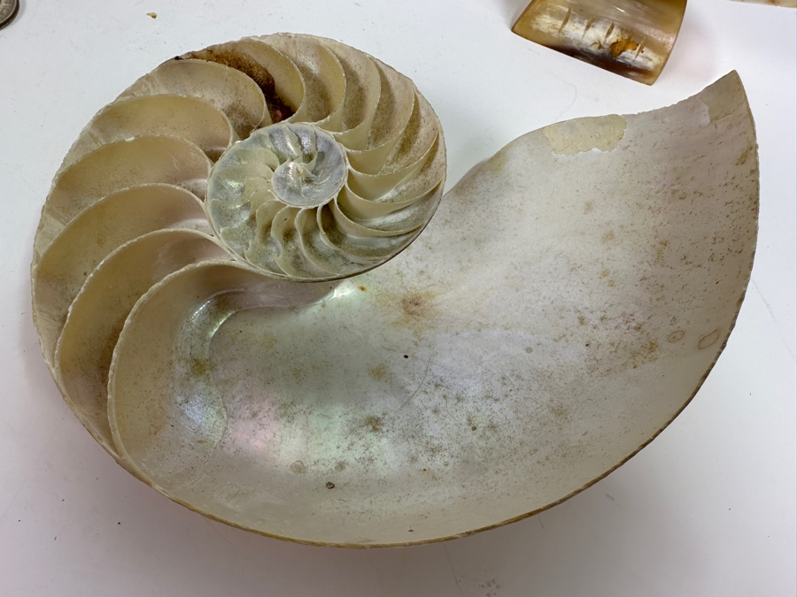 Pair Of Nautilus Seashells (One Bisected) And Horn Sailboat Sculpture 6.5H [Photo 5]
