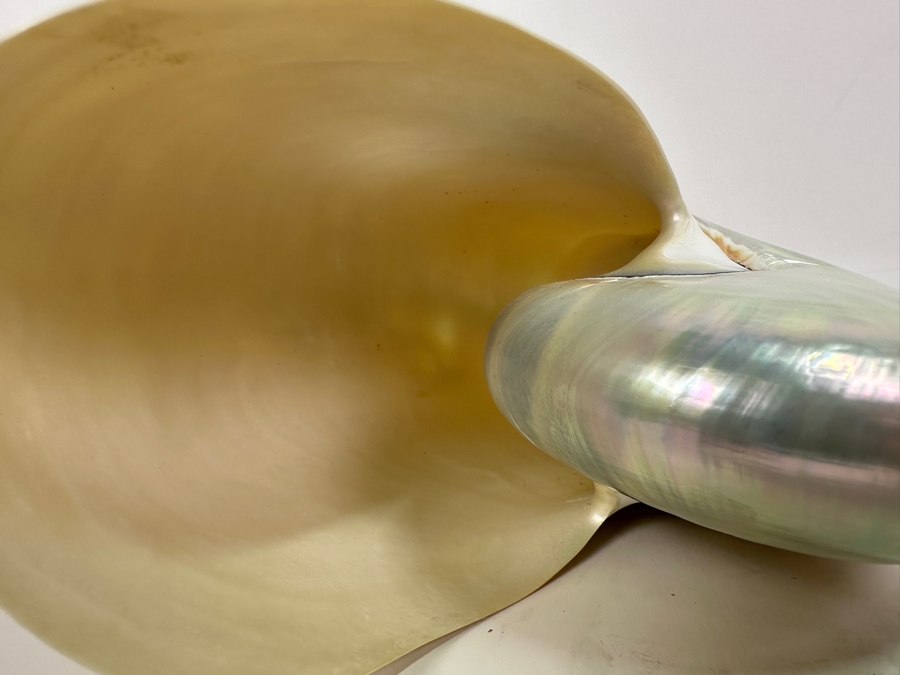 Pair Of Nautilus Seashells (One Bisected) And Horn Sailboat Sculpture 6.5H [Photo 9]