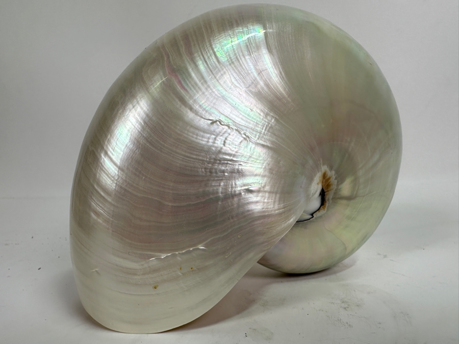 Pair Of Nautilus Seashells (One Bisected) And Horn Sailboat Sculpture 6.5H [Photo 8]