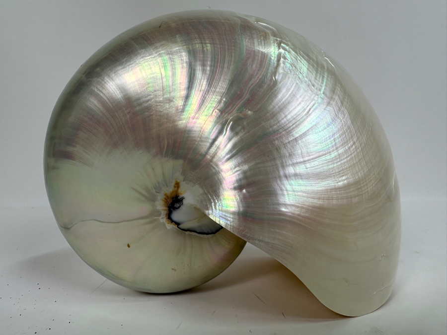 Pair Of Nautilus Seashells (One Bisected) And Horn Sailboat Sculpture 6.5H [Photo 6]