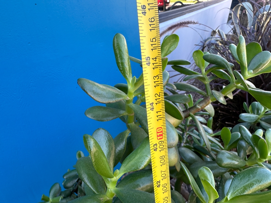 Jade Plant With Pot 45H [Photo 5]