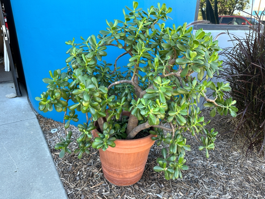 Jade Plant With Pot 45H [Photo 3]