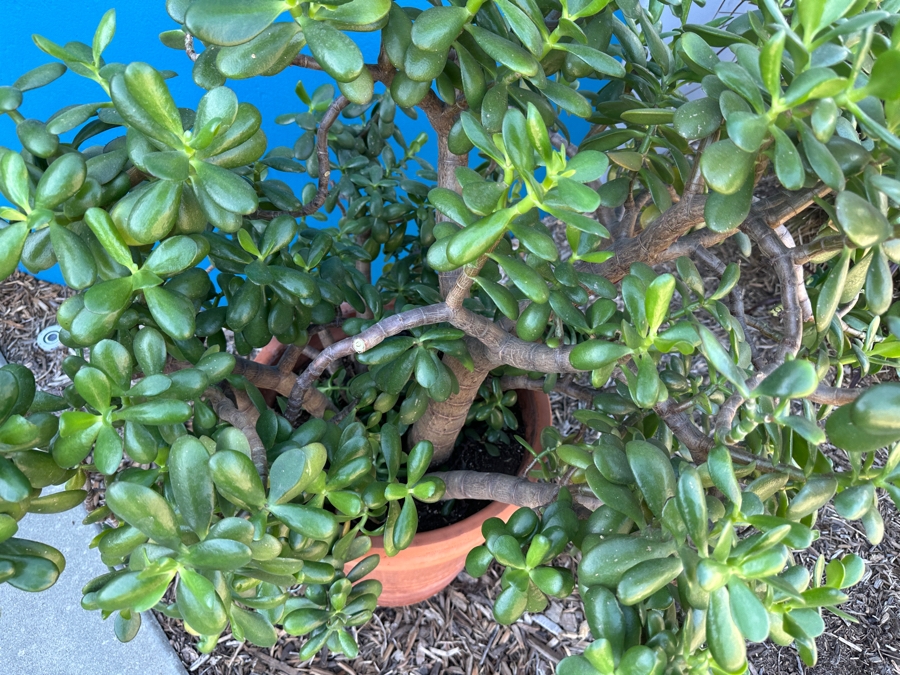 Jade Plant With Pot 45H [Photo 4]