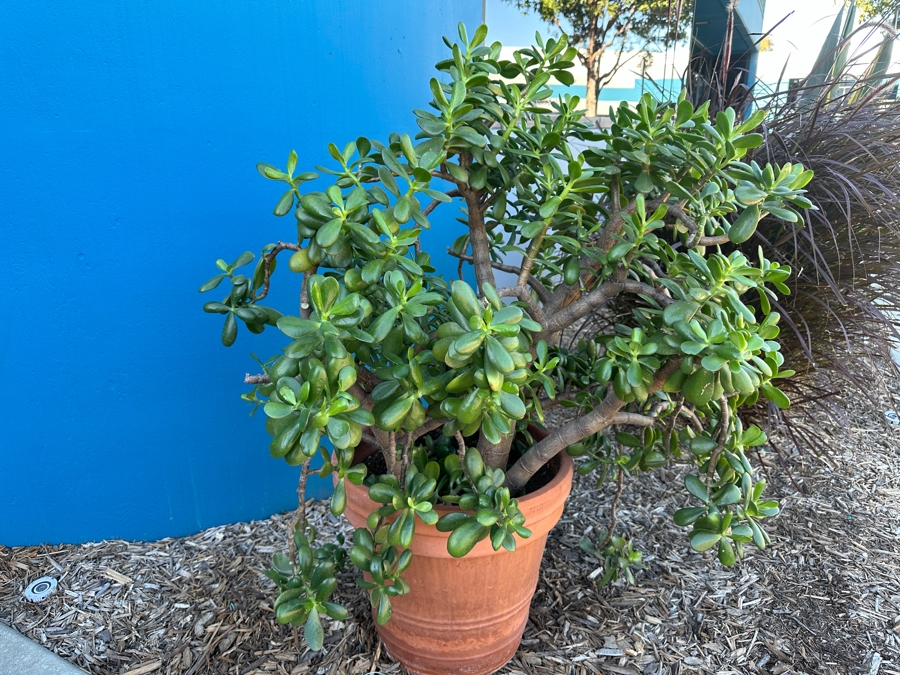 Jade Plant With Pot 45H [Photo 2]