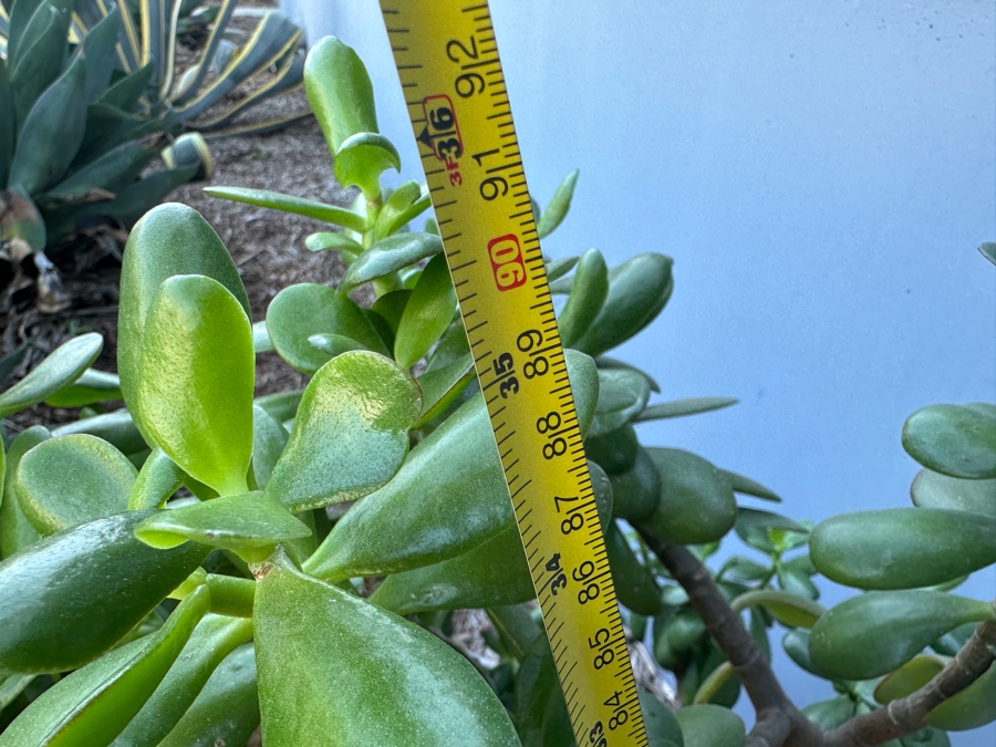 Jade Plant With Pot 36H [Photo 3]