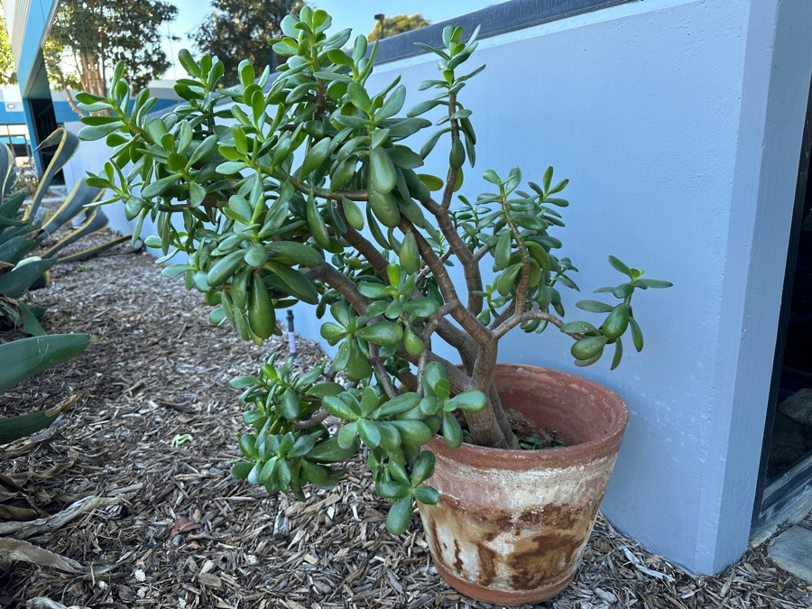 Jade Plant With Pot 36H [Photo 2]