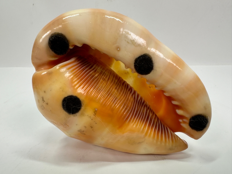 Carved Cameo Organic Seashell 4.5W X 3D X 3H [Photo 9]