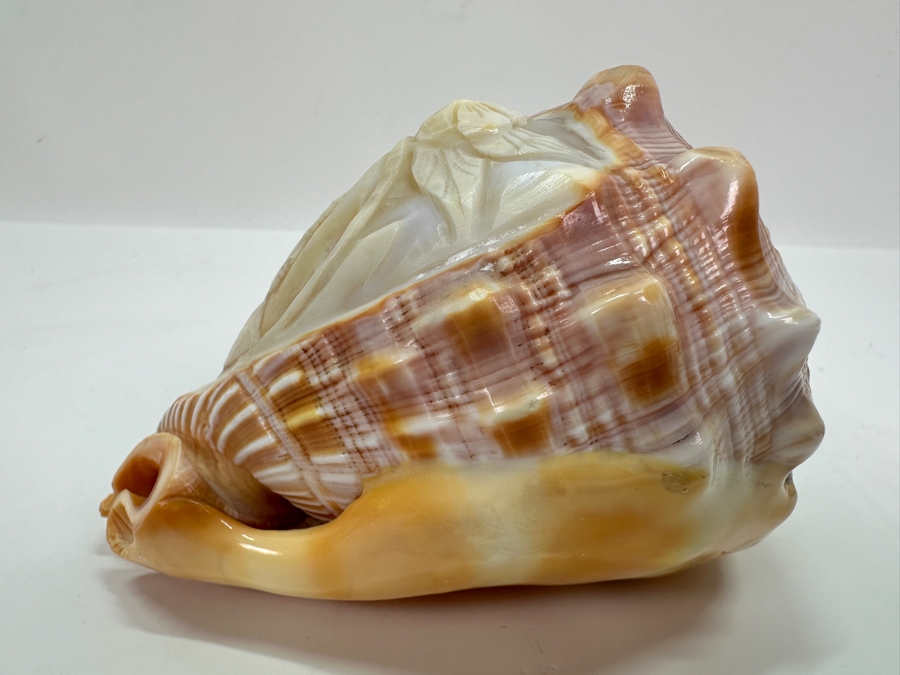 Carved Cameo Organic Seashell 4.5W X 3D X 3H [Photo 6]