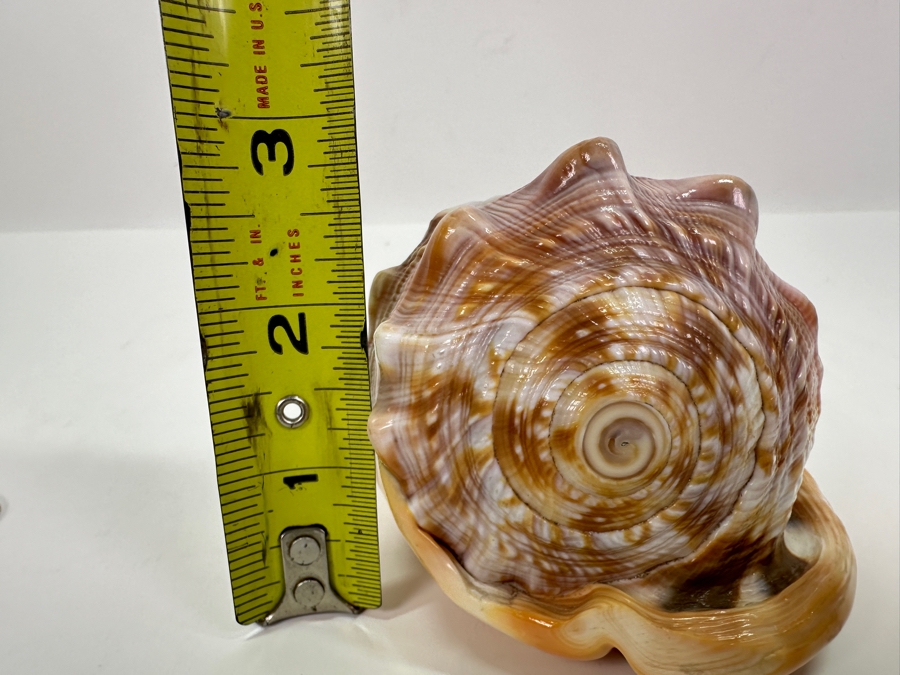 Carved Cameo Organic Seashell 4.5W X 3D X 3H [Photo 12]